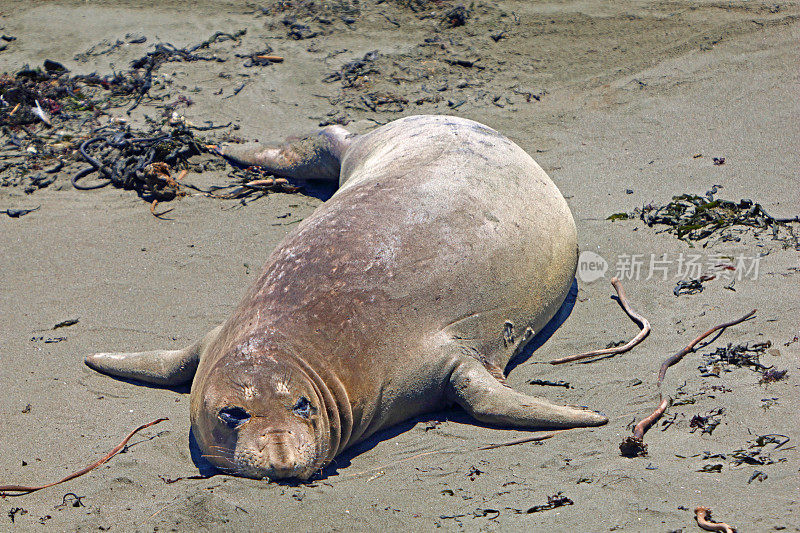 圣西蒙附近的Piedras Blancas海象